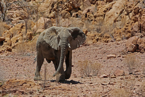 The majestic African elephant in Namibia is a big eco-tourism draw. Image credit: Namibia Tourism Board, iStock