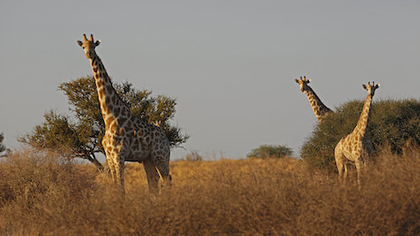 Giraffes in Namibia. Image credit: Namibia Tourism Board, iStock