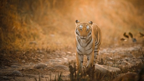 The Indian tiger roars