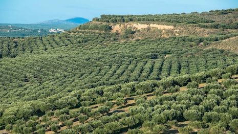 Olive groves in Greece