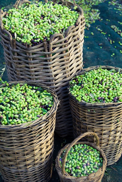 Olives from Greece
